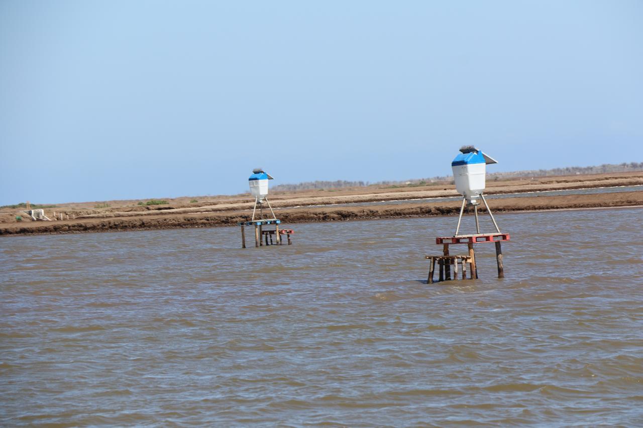 Resaltan Sagarhpa y el Cosaes sanidad y liderazgo del camarón sonorense a nivel mundial  Hermosillo, Sonora; 24 de noviembre de 2025.- Para fortalecer la competitividad y sanidad de la acuacultura sonorense, el Comité de Sanidad Acuícola del Estado de Son